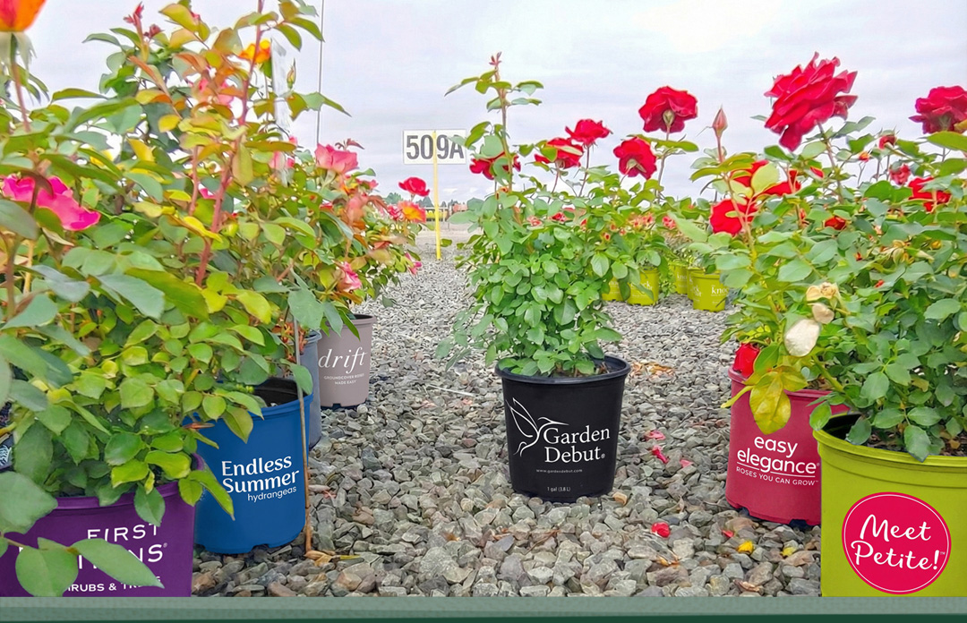 Branded Container Programs