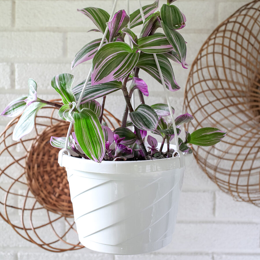 Hanging Baskets