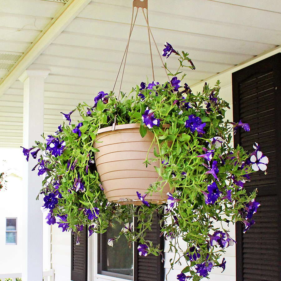 Hanging Baskets