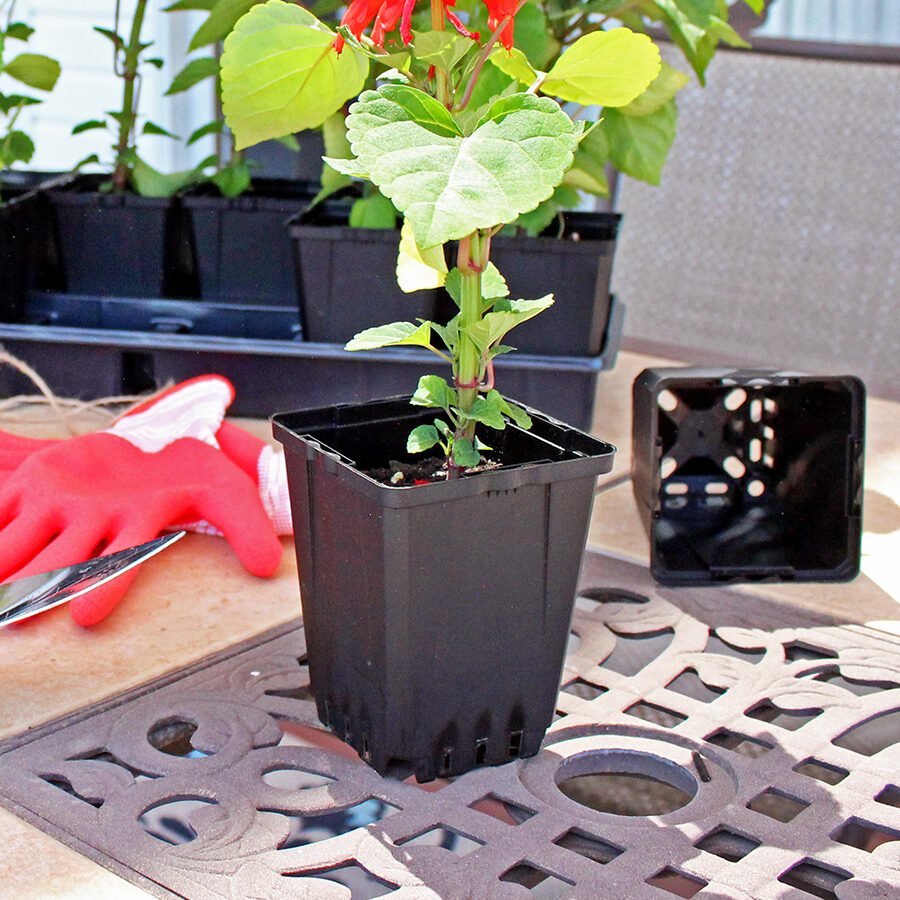 Square Growing Container