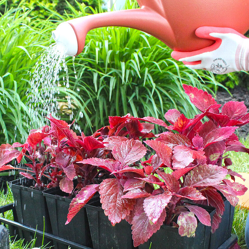 Watering Cans